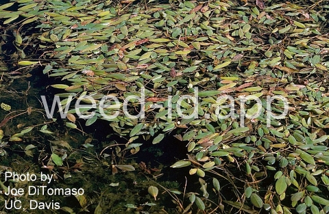 pondweed, American